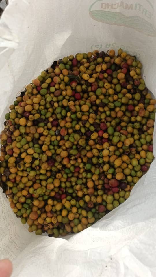 img 20251027 wa0018.jpg