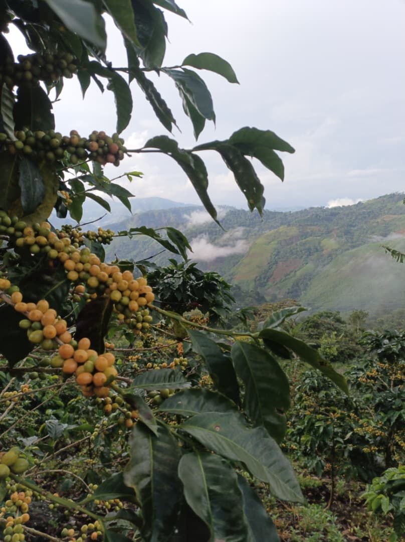 img 20251027 wa0022.jpg